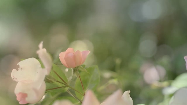 Video Reference: Flower, Plant, Petal, Herbaceous plant, Blossom, Pedicel, Grass, Rose, Shrub, Rose family