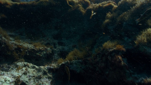 Video Reference: Water, Fluid, Underwater, Marine biology, Coral, Fish, Coral reef, Reef, Wildlife, Stony coral