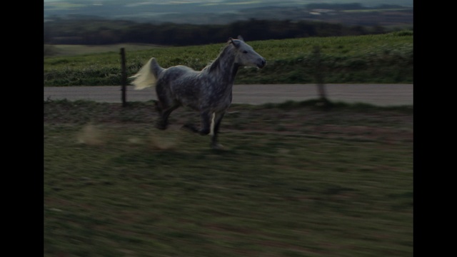 Video Reference: Horse, Sky, Plant, Grass, Working animal, Terrestrial animal, Dog breed, Landscape, Plain, Grassland