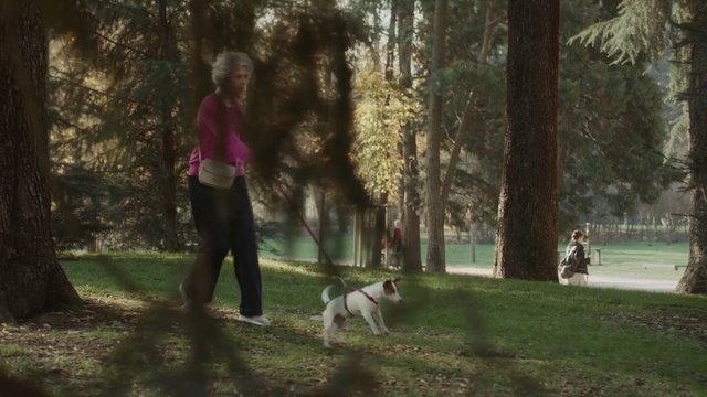 Video Reference: Dog, Plant, Dog breed, Tree, Branch, People in nature, Carnivore, Grass, Companion dog, Fawn
