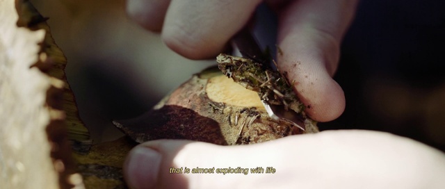 Video Reference: Finger, Terrestrial plant, Natural material, Terrestrial animal, Soil, Wood, Plant, Thumb, Flowering plant, Nail