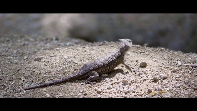Video Reference: Reptile, Iguania, Lizard, Scaled reptile, Terrestrial animal, Wall lizard, Tail, Landscape, Soil, Dragon lizard