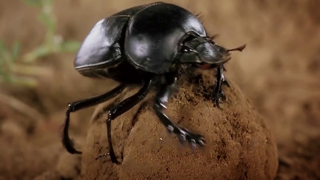 Video Reference: Insect, Arthropod, Organism, Pest, Beetle, Terrestrial animal, Snout, Parasite, Dung beetle, Close-up
