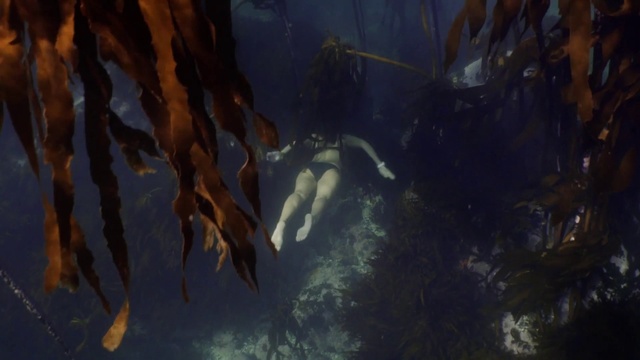 Video Reference: Water, Underwater, Kelp, Fin, Marine biology, Fish, Macrocystis pyrifera, Macrocystis, Wood, Electric blue