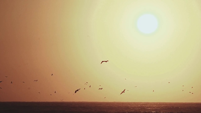 Video Reference: Bird, Sky, Atmosphere, Vertebrate, Ecoregion, Afterglow, Orange, Sunlight, Atmospheric phenomenon, Dusk