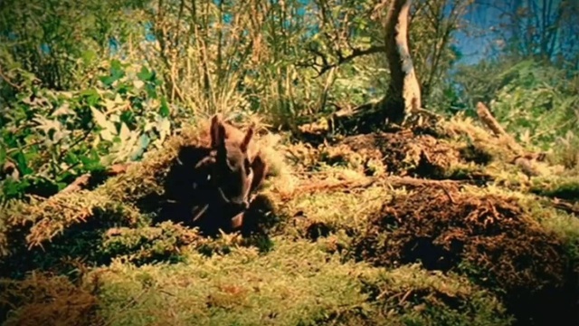 Video Reference: Plant, Wood, Natural landscape, Organism, Mammal, Trunk, Grass, Fawn, Carnivore, Terrestrial plant