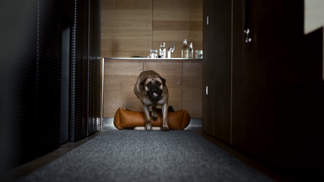 Video Reference: Carnivore, Flooring, Fawn, Comfort, Dog breed, Companion dog, Wood, Sporting Group, Fixture, Room