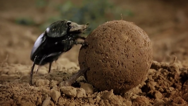 Video Reference: Working animal, Beak, Terrestrial animal, Plant, Soil, Pest, Wildlife, Rock, Landscape, Grass