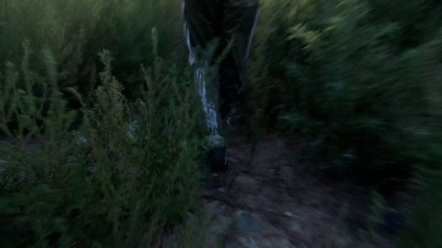 Video Reference: Plant, Wood, Terrestrial plant, Trunk, Grass, Forest, Recreation, Landscape, Tree, Darkness