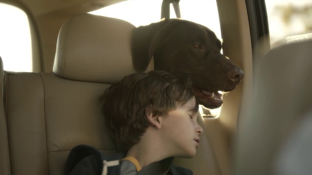 Video Reference: Dog, Carnivore, Dress, Gesture, Dog breed, Companion dog, Comfort, Flash photography, Head restraint, Sporting Group