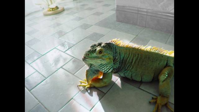 Video Reference: Head, Eye, Iguania, Reptile, Lizard, Yellow, Organism, Floor, Toy, Scaled reptile