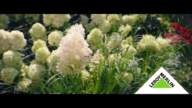 Video Reference: Flower, Plant, Natural landscape, Petal, Grass, Meadow, Flowering plant, Terrestrial plant, People in nature, Shrub