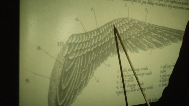 Video Reference: Organism, Black-and-white, Font, Twig, Plant, Art, Sky, Tints and shades, Feather, Glass