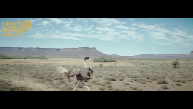 Video Reference: Cloud, Sky, Plant, Plant community, Ratite, Mountain, Highland, Ostrich, Natural landscape, Working animal