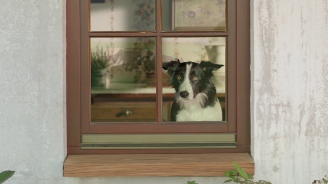 Video Reference: Dog, Window, Wood, Rectangle, Carnivore, Fawn, Companion dog, Dog breed, Plant, Fixture