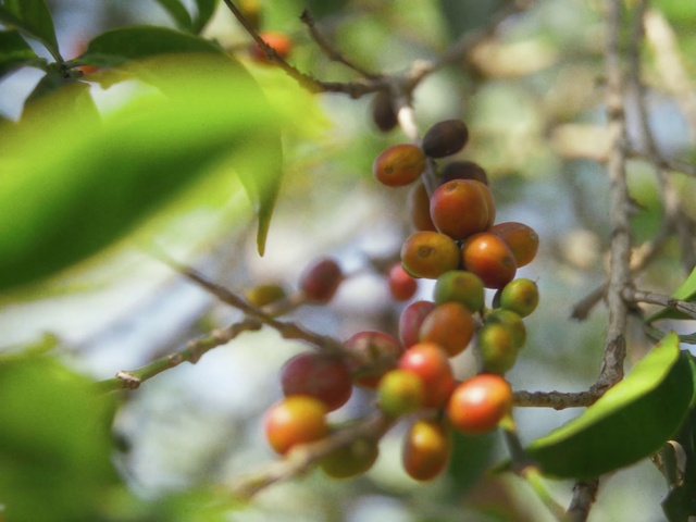 Video Reference: Food, Plant, Fruit, Branch, Natural foods, Twig, Tree, Terrestrial plant, Berry, Produce