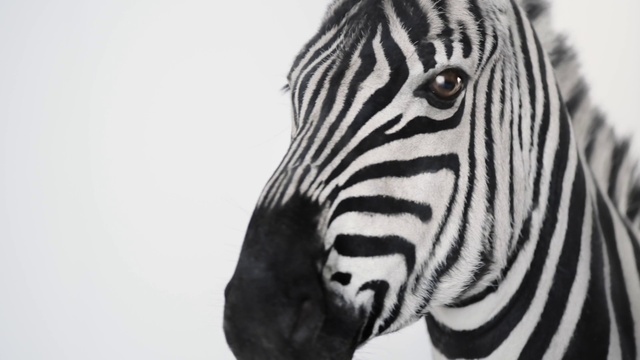 Video Reference: Head, Water, Plant, Zebra, Neck, Human body, Terrestrial animal, Snout, Tree, Close-up
