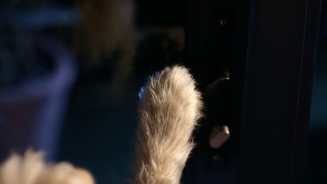 Video Reference: Whiskers, Window, Felidae, Snout, Tail, Electric blue, Event, Small to medium-sized cats, Fur, Paw