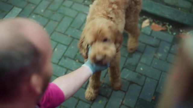 Video Reference: Dog, Dog breed, Carnivore, Companion dog, Working animal, Fawn, Flooring, Snout, Canidae, Sporting Group