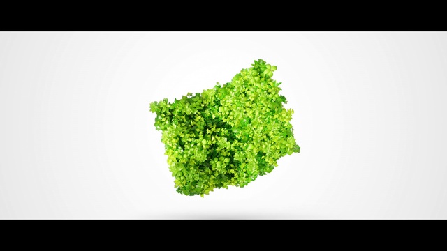 Video Reference: Rectangle, Grass, Groundcover, Font, Terrestrial plant, Shrub, Slope, Non-vascular land plant, Logo, Tree