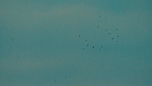 Video Reference: Sky, Electric blue, Animal migration, Bird, Bird migration, Event, Science, Font, Flock
