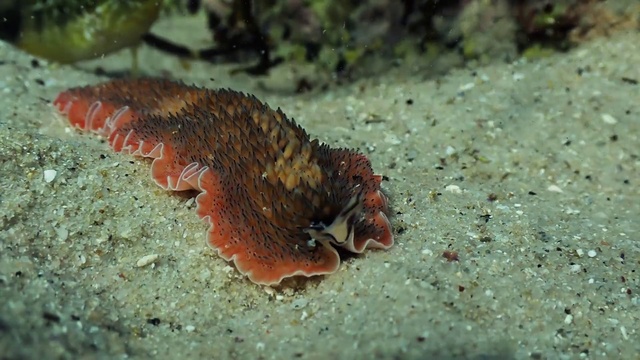 Video Reference: Marine invertebrates, Organism, Water, Scorpionfish, Coral, Underwater, Reef, Terrestrial animal, Marine biology, Fish