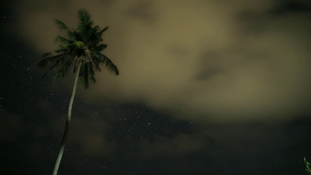 Video Reference: Water, Cloud, Sky, Plant, Terrestrial plant, Arecales, Tree, Twig, Wind, Street light