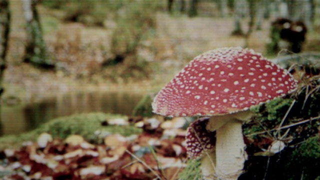 Video Reference: Plant, Mushroom, Organism, Terrestrial plant, Natural landscape, Grass, Biome, Fawn, Tree, Adaptation