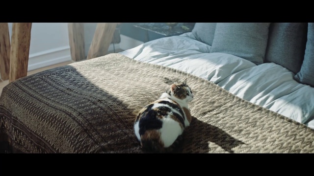 Video Reference: Comfort, Textile, Carnivore, Cat, Felidae, Dog breed, Grey, Wood, Floor, Companion dog