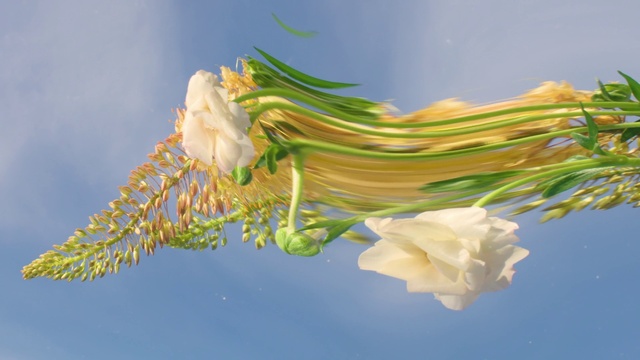 Video Reference: Sky, Plant, Petal, Leaf, Azure, Natural environment, Branch, Marine invertebrates, Cloud, Underwater