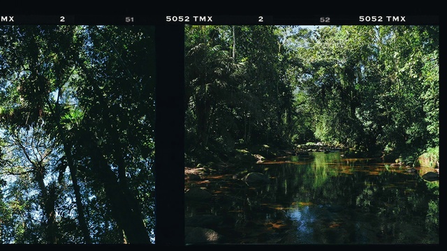 Video Reference: Water, Plant, Natural landscape, Terrestrial plant, Trunk, Tree, Adaptation, Wood, Tints and shades, Riparian zone