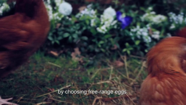 Video Reference: Plant, Leaf, Flower, People in nature, Organism, Vegetation, Petal, Grass, Liver, Happy