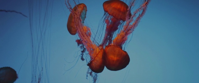 Video Reference: Jellyfish, Marine invertebrates, Water, Underwater, Orange, Organism, Marine biology, Cnidaria, Invertebrate, Electric blue