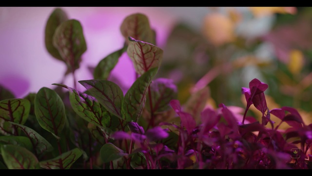 Video Reference: Flower, Plant, Purple, Petal, Violet, Terrestrial plant, Pink, Magenta, Grass, Groundcover