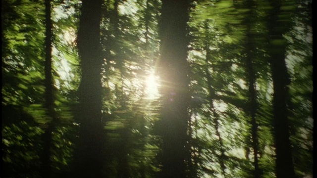 Video Reference: Atmosphere, Sky, Wood, Terrestrial plant, Natural landscape, Trunk, Tree, Twig, Atmospheric phenomenon, Plant