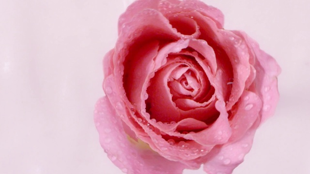 Video Reference: Flower, Petal, Hybrid tea rose, Pink, Artificial flower, Rose, Magenta, Garden roses, Moisture, Rosa × centifolia