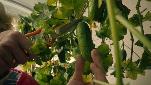 Video Reference: Food, Plant, Botany, Staple food, Vegetable, Flowering plant, Natural foods, Terrestrial plant, Produce, Local food