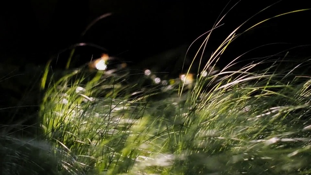 Video Reference: Plant, Terrestrial plant, Grass, Grass family, Midnight, Event, Natural landscape, Flowering plant, Darkness, Macro photography