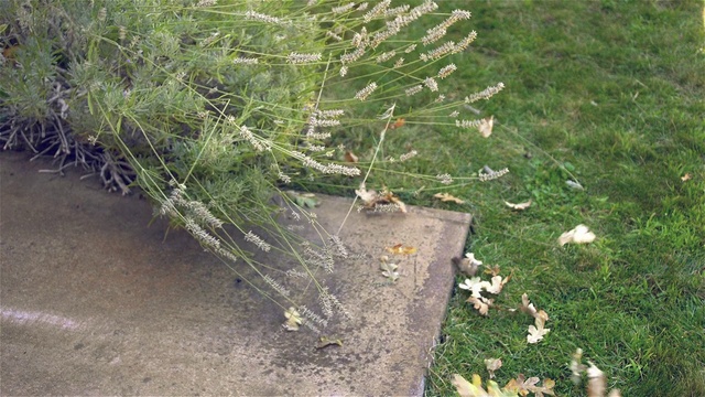 Video Reference: Plant, Wood, Twig, Evergreen, Grass, Terrestrial plant, Groundcover, Tree, Grass family, Soil
