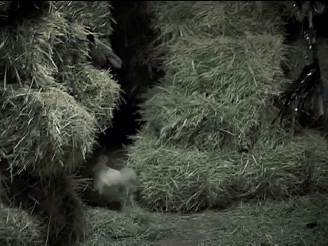 Video Reference: Natural environment, Branch, Plant, Terrestrial plant, Vegetation, Twig, Grass, Evergreen, Woody plant, Wood