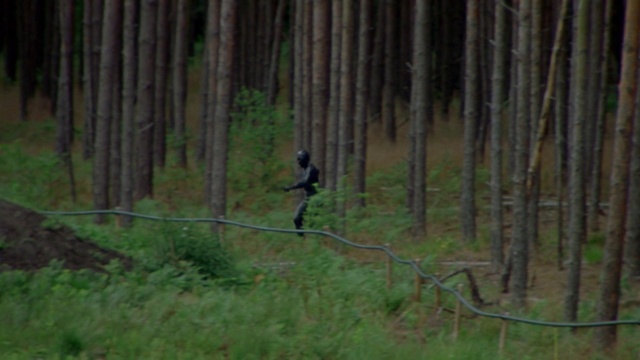 Video Reference: Plant, Tree, Wood, Terrestrial plant, Trunk, Grass, Natural landscape, Grassland, Temperate broadleaf and mixed forest, Woodland