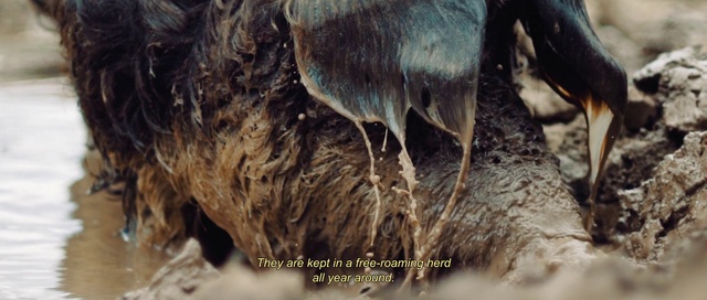 Video Reference: Bird, Beak, Mammal, Organism, Terrestrial animal, Feather, Ratite, Livestock, Flightless bird, Electric blue