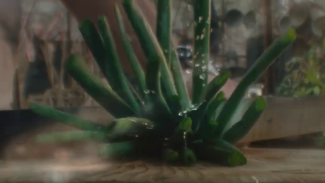 Video Reference: Plant, Terrestrial plant, Vegetation, Wood, Grass, Flowering plant, Aquatic plant, Glass, Thorns, spines, and prickles, Landscape