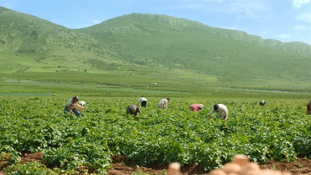 Video Reference: Plant, Plant community, Sky, Mountain, People in nature, Natural landscape, Grass, Grassland, Farmer, Agriculture