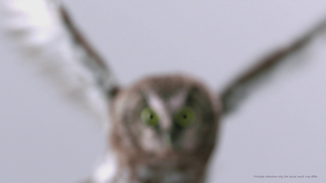 Video Reference: Twig, Whiskers, Plant, Terrestrial animal, Terrestrial plant, Macro photography, Tail, Fur, Plant stem