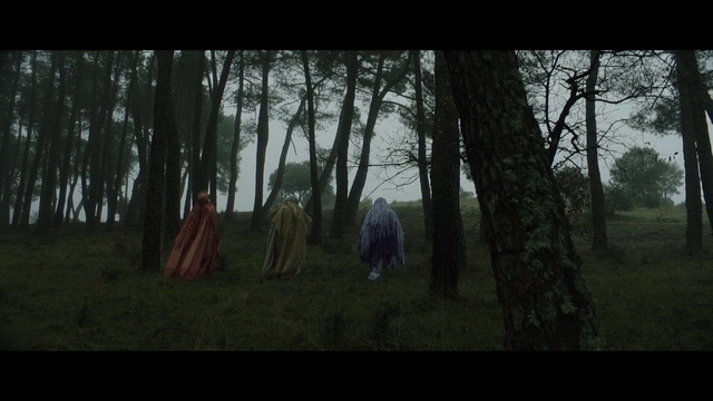 Video Reference: Plant, Tree, Leaf, Tent, Natural landscape, Wood, Branch, Trunk, Atmospheric phenomenon, Landscape