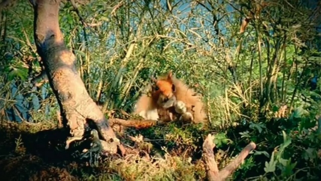 Video Reference: Plant, Carnivore, Fawn, Natural landscape, Grass, Terrestrial animal, Tail, Tints and shades, Tree, Groundcover