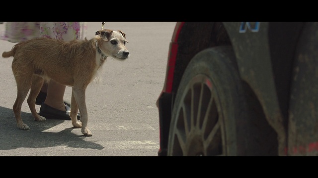 Video Reference: Wheel, Tire, Dog, Automotive tire, Tread, Vehicle, Working animal, Carnivore, Dog breed, Fender