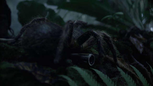 Video Reference: Primate, Plant, Spider, Terrestrial animal, Terrestrial plant, Snout, Arthropod, Grass, Working animal, Arachnid