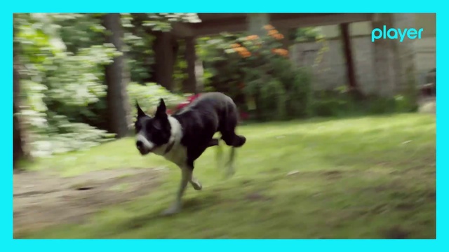 Video Reference: Dog, Dog breed, Plant, Carnivore, Tree, Grass, Fawn, Companion dog, Working animal, Dog supply